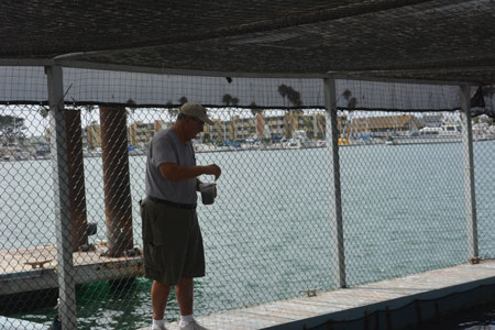 Feeding White Sea Bass at the Ventura County White Sea Bass Enhancement Facility at Channel Islands Harbor.