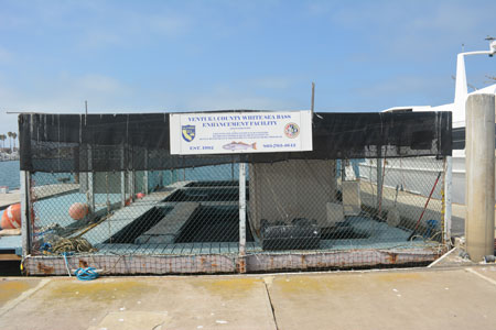 Ventura County White Sea Bass Enhancement Facility at Channel Islands Harbor.